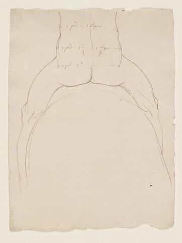 Partie inférieure d'un cavalier nu, vu de dos, avec indications de mesures