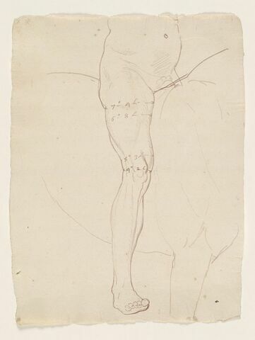 Ventre et jambe droite d'un cavalier nu, tourné vers la droite, avec indications de mesures, image 1/2