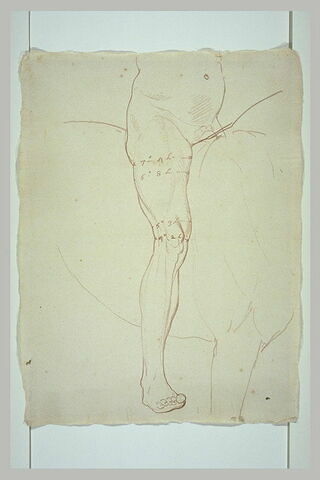 Ventre et jambe droite d'un cavalier nu, tourné vers la droite, avec indications de mesures, image 2/2