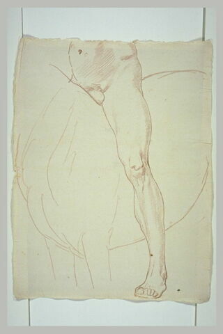Ventre et jambe d'un cavalier nu, tourné de trois quarts vers la gauche, image 2/2
