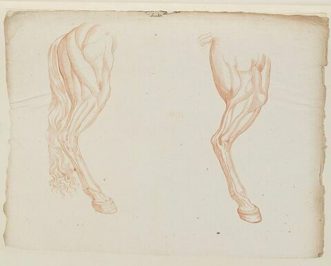 Deux jambes postérieures d'un cheval écorché, vues de profil vers la droite