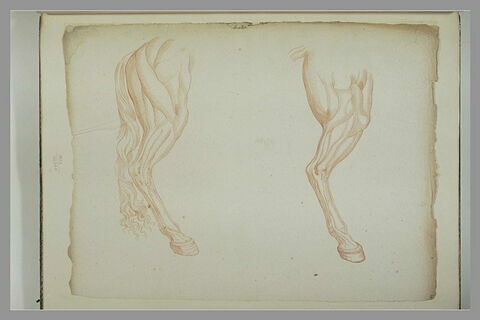 Deux jambes postérieures d'un cheval écorché, vues de profil vers la droite, image 2/2