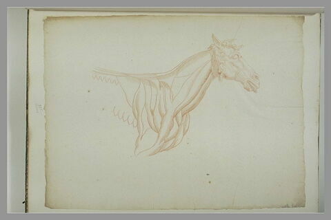Tête et poitrail d'un cheval écorché, tourné vers la droite, image 2/2