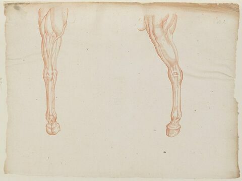 Deux jambes d'un cheval écorché