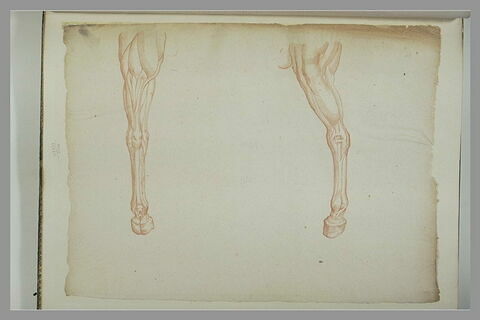Deux jambes d'un cheval écorché, image 2/2