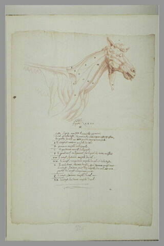 La tête et le poitrail d'un cheval avec indication de quelques muscles, image 2/2