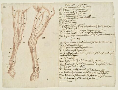 Deux études de jambes gauche d'un cheval écorché, et indications des muscles