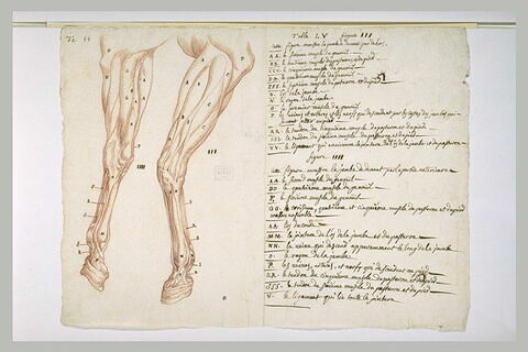 Deux études de jambes gauche d'un cheval écorché, et indications des muscles, image 2/2