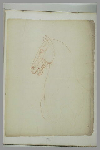 La tête et le poitrail d'un cheval tourné à gauche, image 2/2