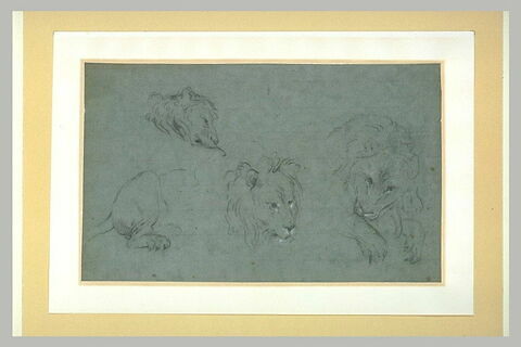Etudes de trois lions, image 1/1