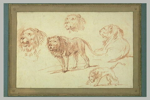 Cinq études de lion
