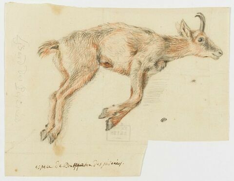 Un isard des Pyrénées, mort, image 1/2