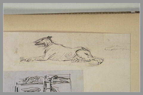Lévrier couché et reprise de la patte avant, image 1/2