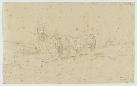 Un lion et deux lionnes marchant de face, image 1/1