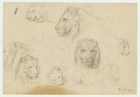Sept études de têtes de lion, et croquis d'un lion couché, image 1/1