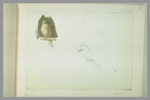 Etudes d'un faucon, image 1/1