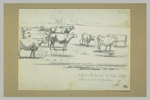 Troupeau de vaches à Nahar el Hammi à quatre lieues au-delà du Jourdain