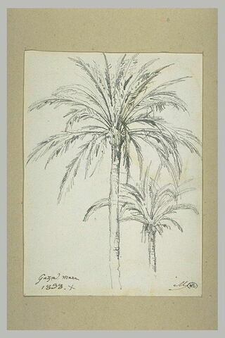 Etude de palmiers