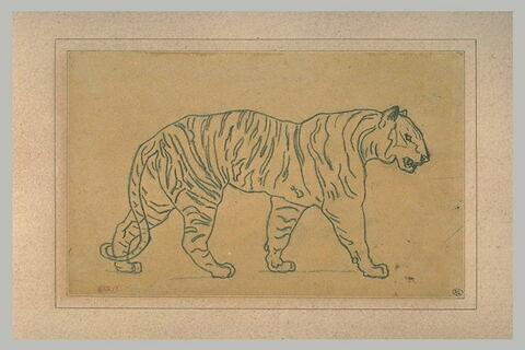 Un tigre marchant vers la droite