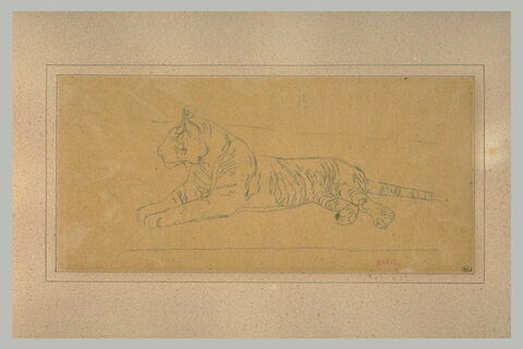 Un tigre couché, vu de profil, tourné vers la gauche, image 1/1