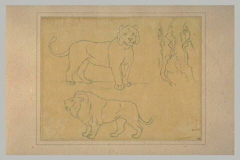 Etudes : deux lions debout, et deux caïmans, image 1/1