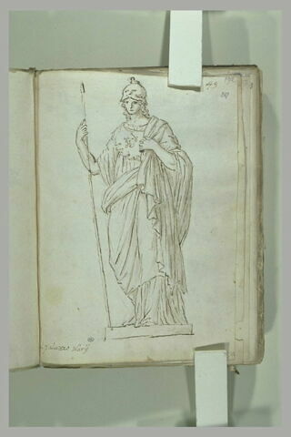 Minerve casquée, image 2/2