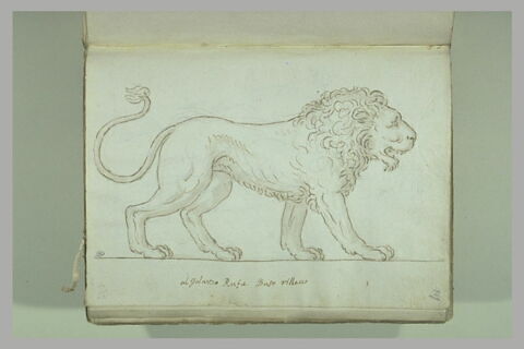 Lion vu de profil, tourné vers la droite, image 2/2