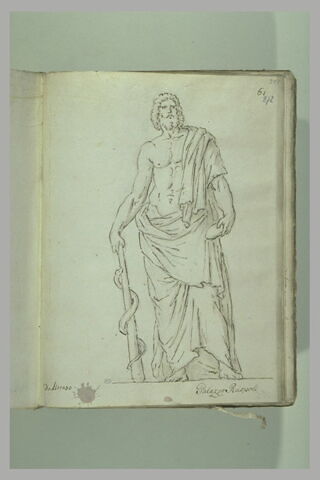 Esculape de bout, de face, image 2/2