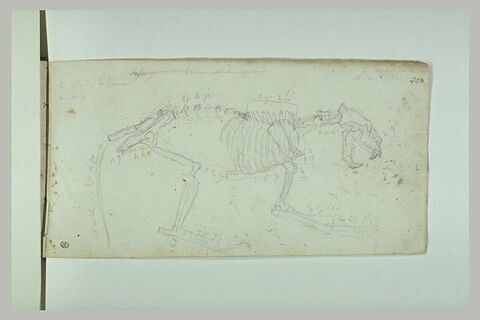 Squelette, image 1/1