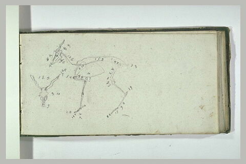 Mesures du squelette d'un animal, image 1/1