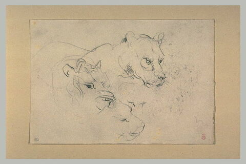 Trois croquis d'une tête de lionne