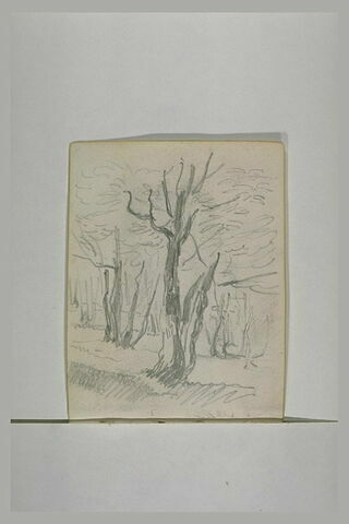 Etude d'arbre, image 1/1