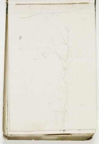 Etude d'arbre ; traits, image 1/5