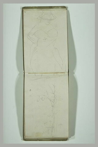 Etude d'arbre ; traits, image 2/5