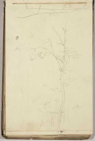 Etude d'arbre ; traits, image 4/5
