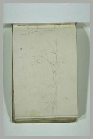 Etude d'arbre ; traits, image 5/5