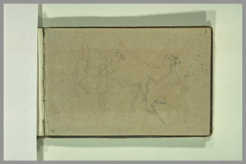 Etude de dromadaires, image 1/1