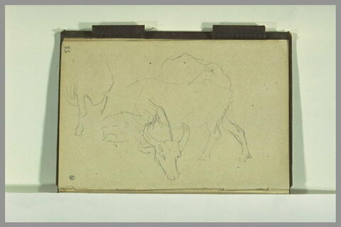 Etudes fragmentaires d'animaux, image 1/1
