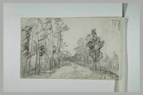 Route bordée d'arbres, image 1/1