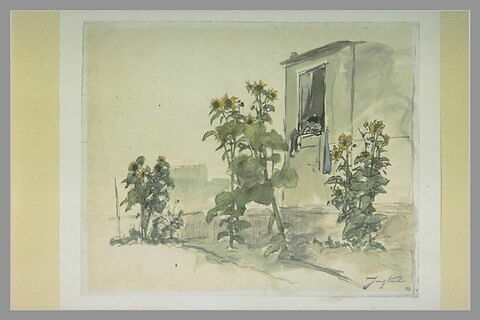 Jardin planté de tournesols, devant une maison, image 1/1