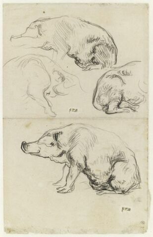 Quatre études de cochons, image 1/2