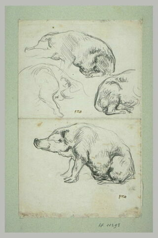 Quatre études de cochons, image 2/2