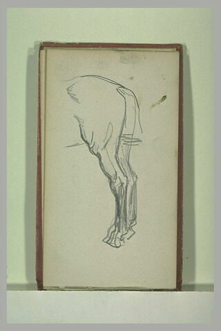 Croupe et jambes arrières d'un cheval, image 1/1