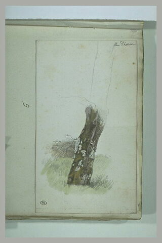 Tronc d'arbre recouvert en partie de mousse : une épine, image 1/1