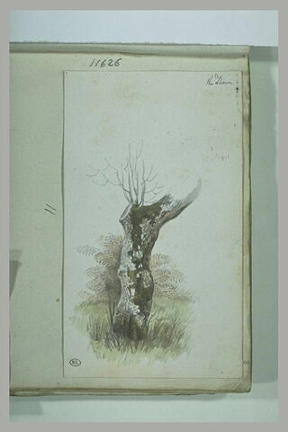 Tronc d'arbre moussu et garni de petites branches
