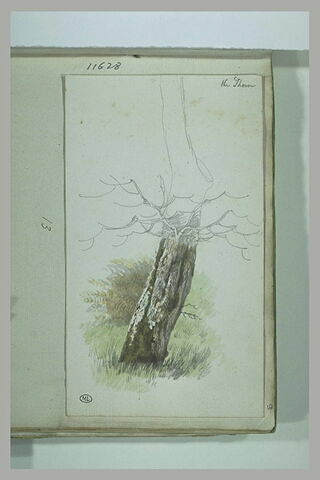 Tronc d'arbre d'où partent quelques branches : une épine