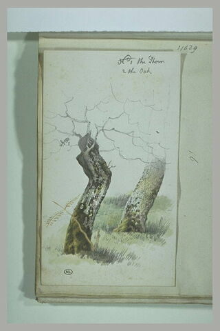 Deux troncs d'arbre dans une prairie : une épine et une chêne, image 1/1