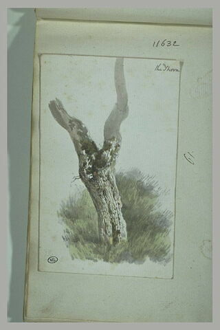 Tronc d'arbre d'où partent deux branches : une épine