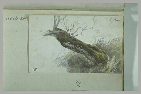 Tronc d'arbre penché vers la gauche, recouvert de mousse : une épine, image 1/1