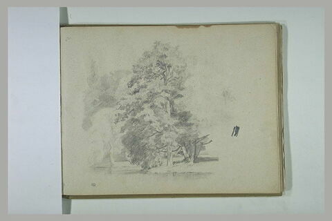 Arbres en lisière de forêt, image 1/1